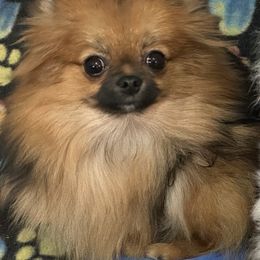 Decker - Orange sable female Pomeranian puppy in Silver Springs, New York from Humehill
