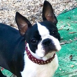 Boston Terriers from Ethereal Kennel