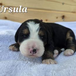 Ursula - Tri-color female Bernedoodle puppy in Blackfoot, Idaho from Draper Mountain Doodles