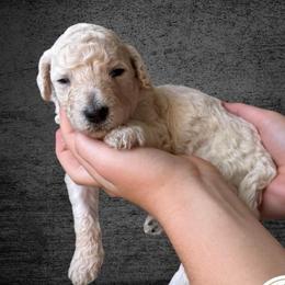 Cookie - Cream female Labradoodle puppy in Kingman, Arizona from The Dood Ranch