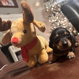 Maggie Mae - Black and tan female Dachshund puppy in Aragon, Georgia from Daschunds Unlimited