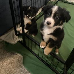 Miniature Australian Shepherd puppies from Mini Aussie Finery
