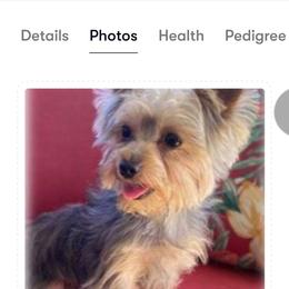 Yorkshire Terrier puppies from Jaydas pawsome paws