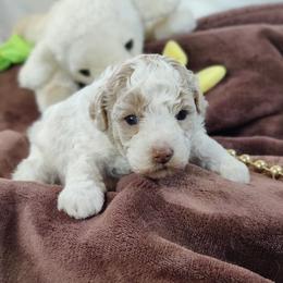 Poodle puppies from Legacy Pets