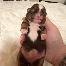 Peach - Chocolate and tan female Shih Tzu puppy in Live Oak, California from Irma's Shih Tzus