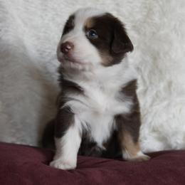 Miniature Australian Shepherd Puppies from Moss Hill Aussies