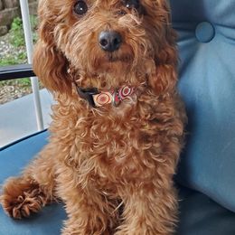 Ruby Jane - Poodle