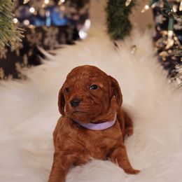 Goldendoodle Puppies from Redhead Doodle Co