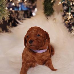 Goldendoodle Puppies from Redhead Doodle Co