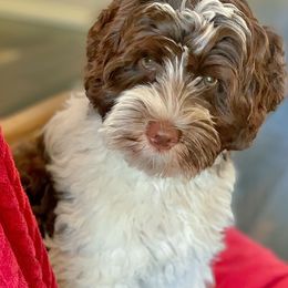 Australian Labradoodle Puppies from Integrity Labradoodles