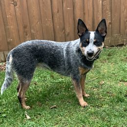 Australian Cattle Dogs from Kelly's Cattle Dogs