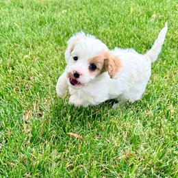 Libby - Blenheim female Cavapoo puppy in Preston, Idaho from Shaffer Top Notch Puppies