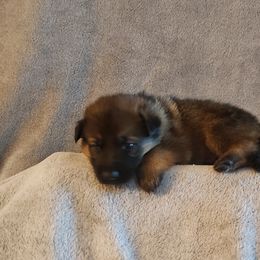 German Shepherd Puppies from Shepherd's Watch