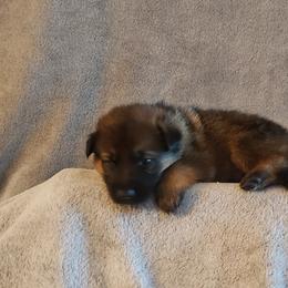 German Shepherd Puppies from Shepherd's Watch