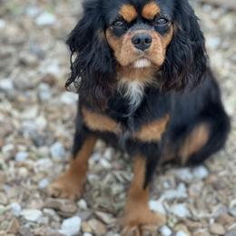 Cavapoo All Grown Up from Wright cavapoos