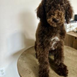 Snubbull - Chocolate female Goldendoodle puppy in Twin Falls, Idaho from Burrow & Bone