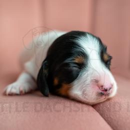 Dasani - Piebald female Dachshund puppy in Temecula, California from Naomi Magee's Dachshund Kennel