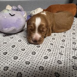 Red - Liver male English Cocker Spaniel puppy in Elko, Georgia from HillTop Brittany Kennel
