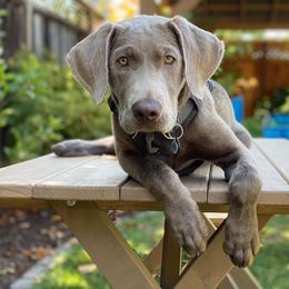 Dilute Retriever Puppies from Silver Bullet Labradors