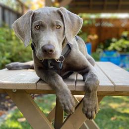 Dilute Retriever Puppies from Silver Bullet Labradors