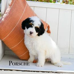 Porsche - Black and white female Bernedoodle puppy in Tucson, Arizona from Sun Valley Goldendoodles