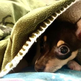 Toy Fox Terrier Puppies from Johnfox Toy Fox Terriers