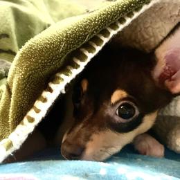 Toy Fox Terrier Puppies from Johnfox Toy Fox Terriers
