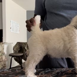 Poodle Puppies from Tyler Family Poodles