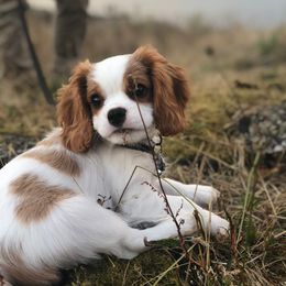 Cavalier King Charles Spaniel Puppies from Sophia's Hearth Cavaliers