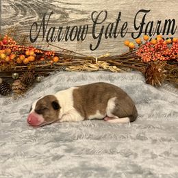 Girl 4 - Sable female Border Collie puppy in Moody, Texas from Narrow Gate Farm