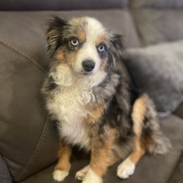 Grace - Toy Australian Shepherd