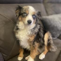 Grace - Toy Australian Shepherd