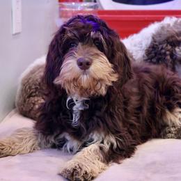 Bernedoodle and Cavapoo Puppies from Lawler’s Legacy Litters