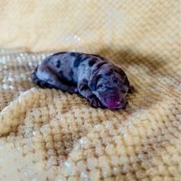 Rose - Merle female Labradoodle puppy in Elizabeth City, North Carolina from Howdy Doodles
