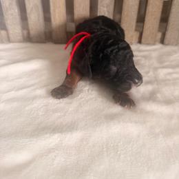 Rocket - Phantom male Goldendoodle puppy in Luana, Iowa from Country View Bernedoodles and Goldendoodles