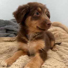 Joy - Red tri-color female Australian Shepherd puppy in East Hartford, Connecticut from CT Aussies