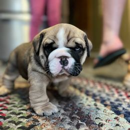 Bulldog Puppies from K&D Bulldogs