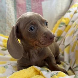 Boy 3 - Fawn (isabella) and tan male Dachshund puppy in Staley, North Carolina from Langley Farms Dachshunds