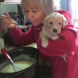 Goldendoodle Puppies from CharLia's Holistic English Cream Golden Retrievers & Doodles