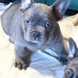 Winston - Blue male French Bulldog puppy in Deer Park, Texas from Lots of Ropes French Bulldogs