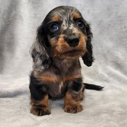 Bandit - Dapple male Dachshund puppy in Trenton, Florida from Kings Dachshunds