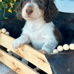 Cupid - Piebald male Dachshund puppy in Benson, Arizona from Six Shooter Minis