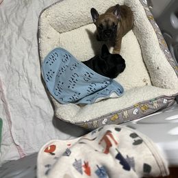 French Bulldog Puppies from Stratton Kennel