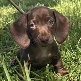 Shai - Chocolate male Dachshund puppy in Dade City, Florida from Kingpindoxies