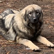 Pela - Sarplaninac