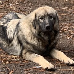 Pela - Sarplaninac