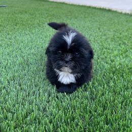 Grumpy - Black and white male Shih Tzu puppy in Porterville, California from Moore Shih Tzus