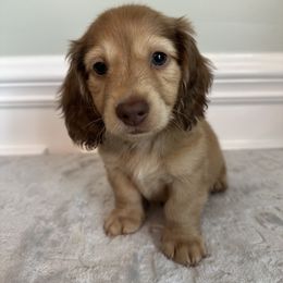 Dachshund Puppies from Lucy’s Mini Doxies