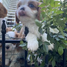 Cavalier King Charles Spaniel Puppies from Diamond Valley Ranch