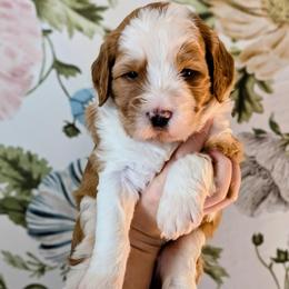 Rudolf aka Rudy - Red male Bernedoodle puppy in Beaumont, Texas from Joy's Dood Ranch